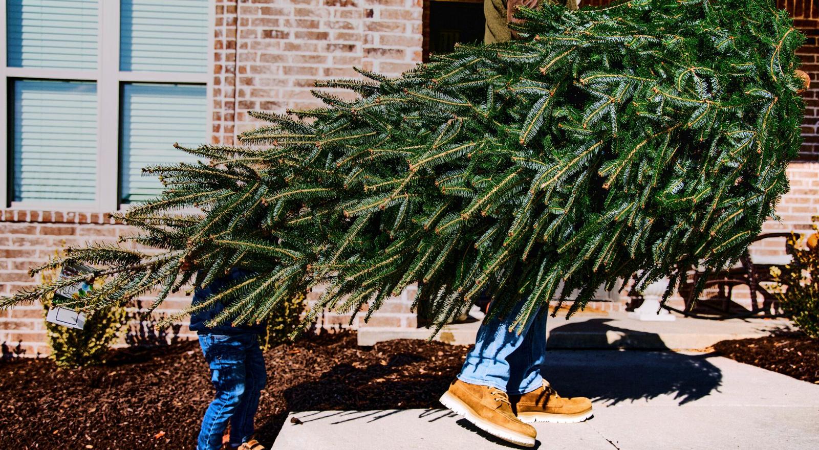 Large Web and Screen A man and his young child are carrying a Christmas tree outside