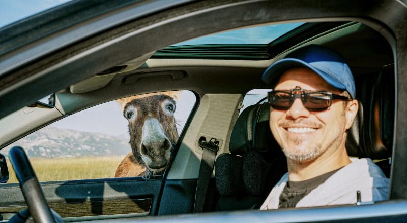 Man smiles at camera while donkey peers into car. Man smiles at camera while donkey peers into car.